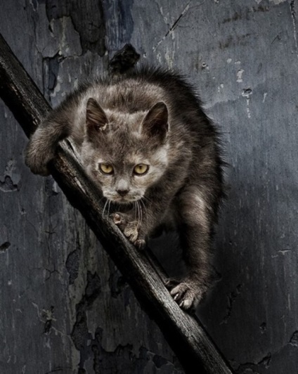 20 Fotografii cu pisici severe din curte
