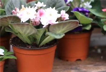 African violet și primrose - două flori frumoase pentru gradina ta