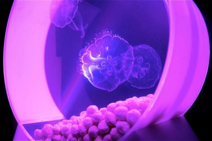 Acvariu cu meduze, care nu va provoca probleme