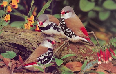 Finch típusú, tartalom, gondozás