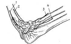 Anatomia epicondilului superior al umărului