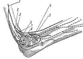 Anatomia epicondilului superior al umărului