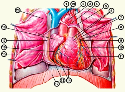 Anatomia inimii