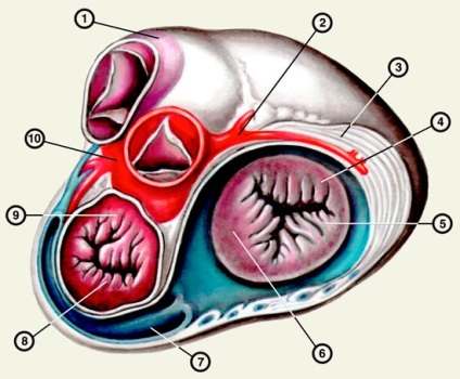 Anatomia inimii