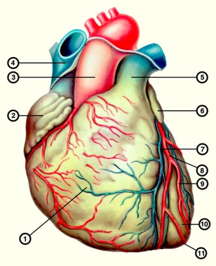 Anatomia inimii