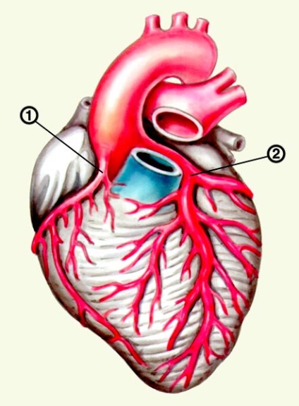 Anatomia inimii