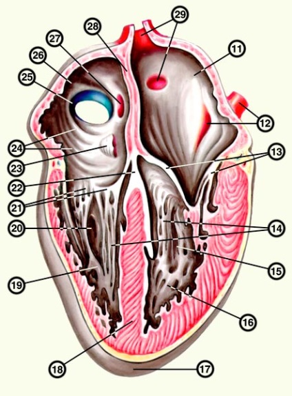 Anatomia inimii