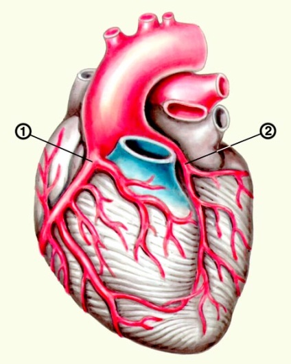 Anatomia inimii