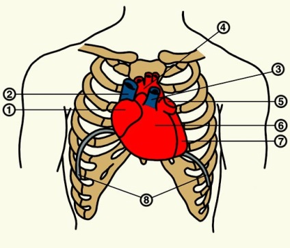 Anatomia inimii