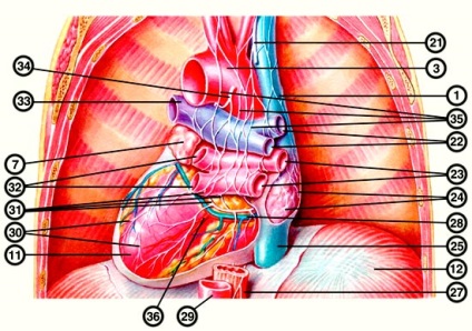 Anatomia inimii