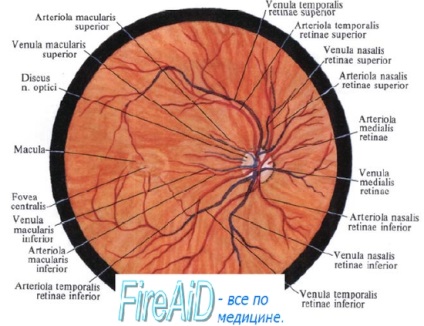 Anatomia retinei, a retinei, a retinei