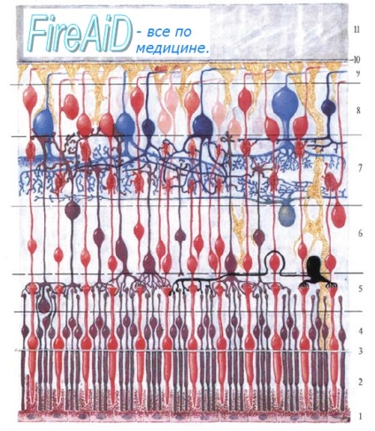 Anatomy a retina, a retina, Retina