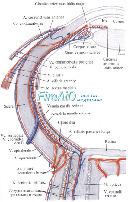 Anatomia retinei, a retinei, a retinei