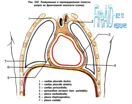 anatómia A mediastinum