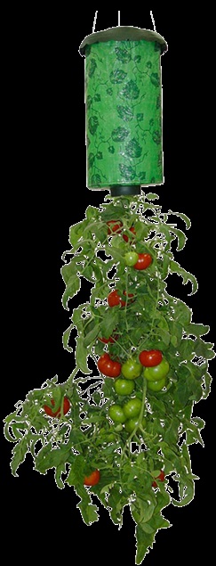 Anunțarea plantatorului de roșii topsy turvy pentru cultivarea tomatelor - hidroponie pentru toți