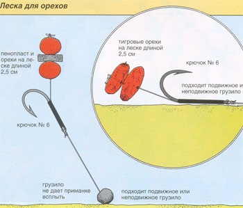 Arahide - momeală pentru crap - float31 - pescuit în Belgorod, gubkin, vechi oskole