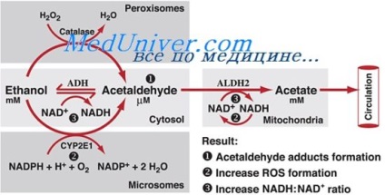 ацетальдегід алкоголю
