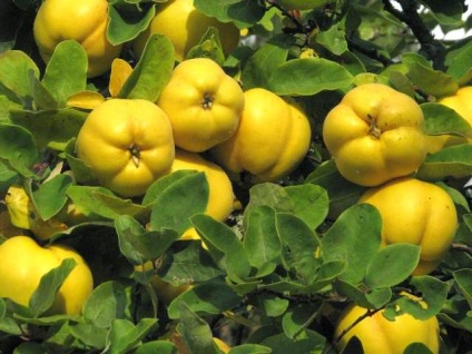 Quince japoneză aterizare, îngrijire, cultivare, proprietăți utile, fotografie