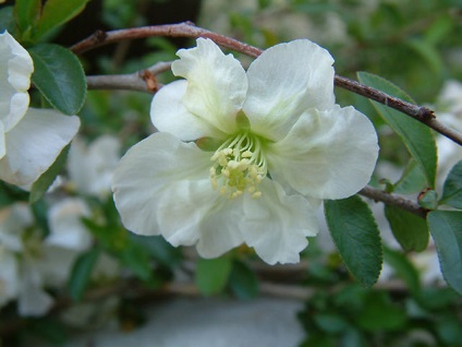 Quince japoneză aterizare, îngrijire, cultivare, proprietăți utile, fotografie