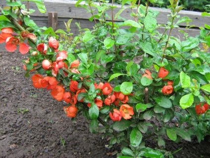 Quince japoneză aterizare, îngrijire, cultivare, proprietăți utile, fotografie