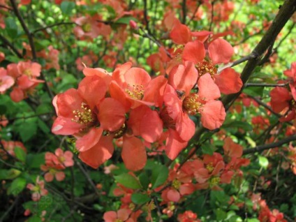 Quince japoneză aterizare, îngrijire, cultivare, proprietăți utile, fotografie