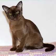 Pisica Asian Smoky (rasa Asian Smoky Cat)