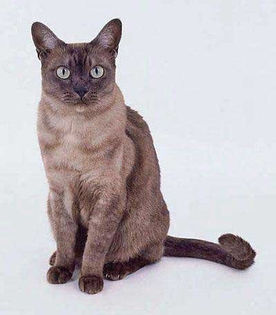 Pisica Asian Smoky (rasa Asian Smoky Cat)