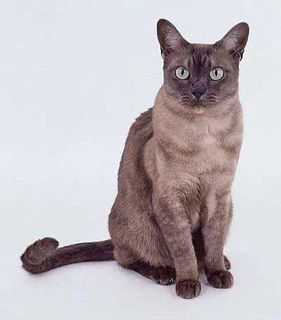 Pisica Asian Smoky (rasa Asian Smoky Cat)