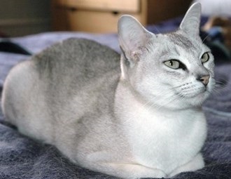 Ázsiai Cat - macska matryoshka vagy elrejti a bőr