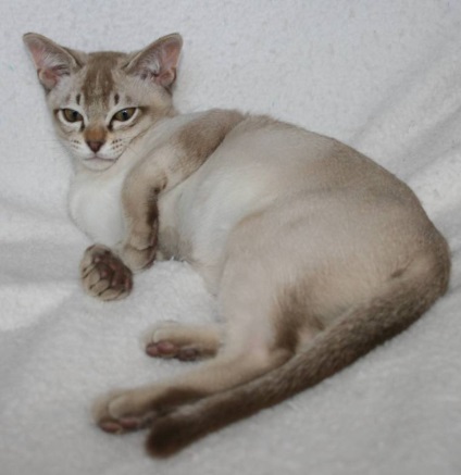 Tabia asiatica - cat-matryoshka sau care ascunde pielea