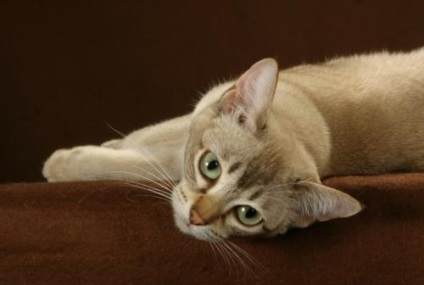 Азиатски Cat - котка матрьошка или скрива кожата