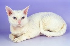Азиатски Cat - котка матрьошка или скрива кожата