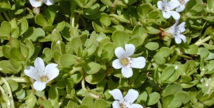 Bacopa este o planta pentru imbunatatirea memoriei si a atentiei.