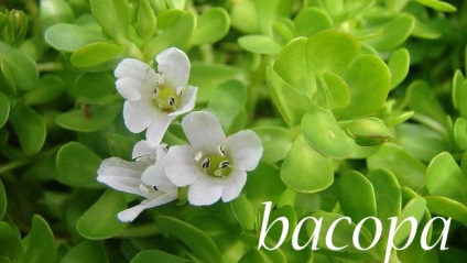 Bacopa este o planta pentru imbunatatirea memoriei si a atentiei.