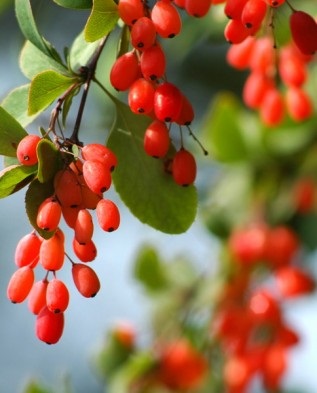 Borbolya ehető fajok és fajták, Greenmarket