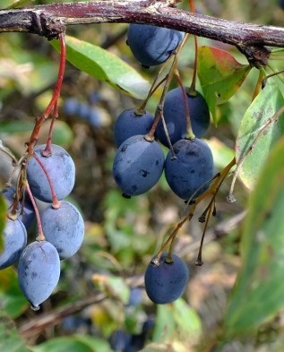 Borbolya ehető fajok és fajták, Greenmarket