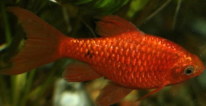 Barbus conținut de foc, reproducere, fotografie