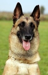 Câine ciobănesc belgian Malinois despre rasa, natura, foto - portalul 