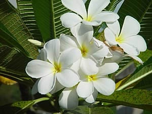 Floare albă thailandeză