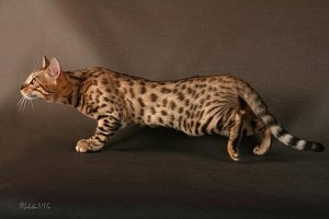 Pisica Bengal, totul despre rasa Maine Coon