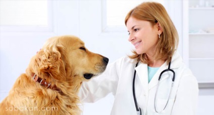 Rabia la câini semne, vaccinare, manifestări - 3 martie 2016 - un câine sănătos