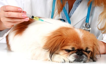 Rabia la câini semne, vaccinare, manifestări - 3 martie 2016 - un câine sănătos