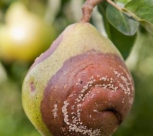 Boli de cireșe și prune