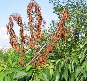 Boli de cireșe și prune