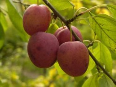 Boli de cireșe și prune - grădini de Siberia