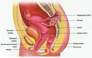durere de prostatită în abdomenul inferior