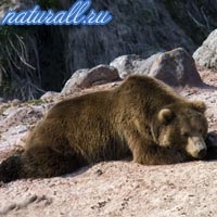 Ursul urs, fauna Rusiei