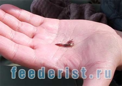 Szendvicsek a féreg, férgek és bloodworms - halászat a feeder