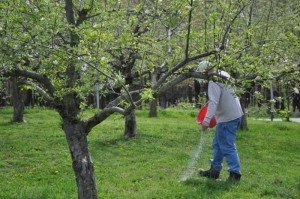 Ce să fertilizeze pomii de măr în aviz de specialitate de primăvară și de instruire video