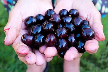 Cherry pentru regiunea Leningrad - o descriere a soiurilor, a caracteristicilor de plantare și de îngrijire, video